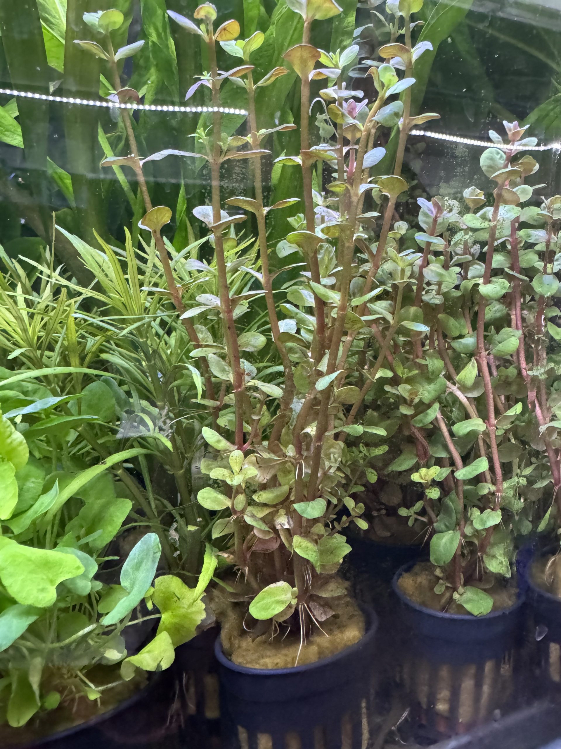 Aquascaping feature